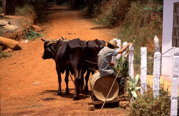 photo of West Cuba, Cuban farmer transporting water with a carriage pulled by bulls on a road of orange earth