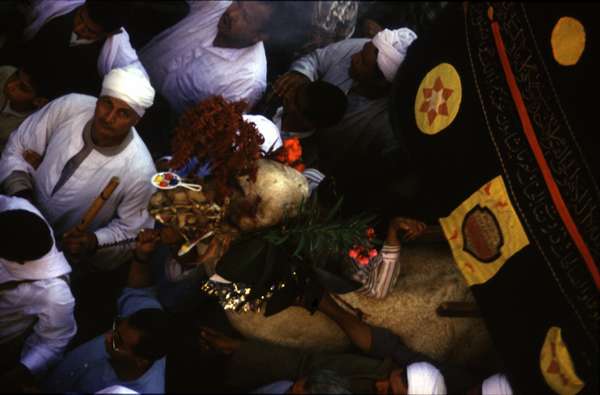 photo of Egypt, Luxor, celebration with camel in procession