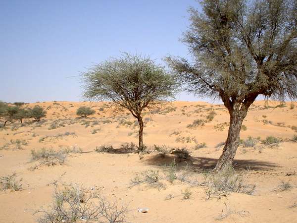 desert trees twin