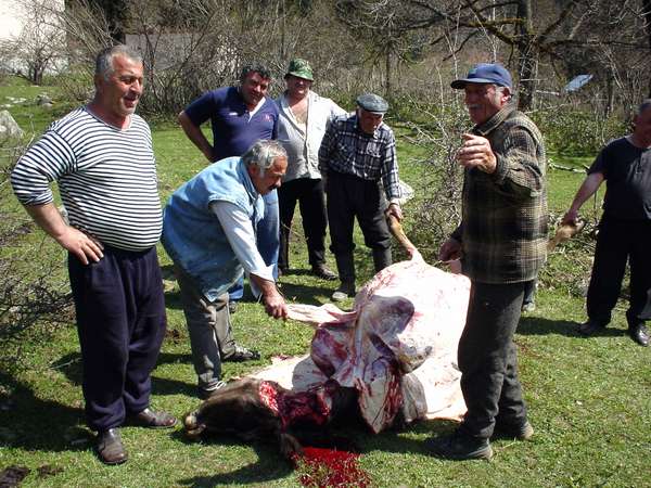 photo of Republic of Georgia, Racha, Region of Oni, skinning a dead cow in the garden park of the Shovi (Showshi) Kurort and holiday resort