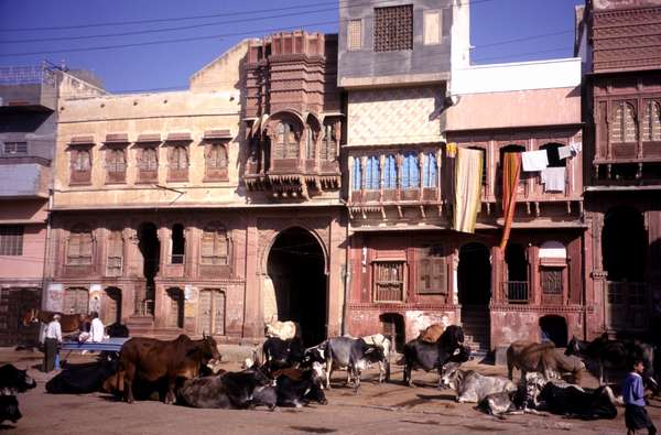 photo of India, Rajasthan, street with cows in Bikaner old town