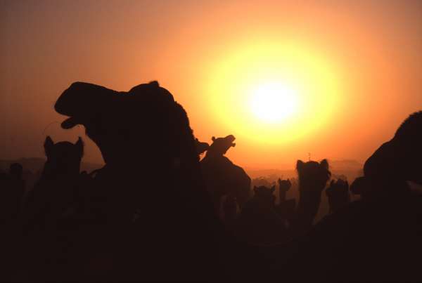 photo of India, Rajasthan, camels at sunset on Pushkar Mela, large Camel market and fair in the Thar desert just outside Pushkar
