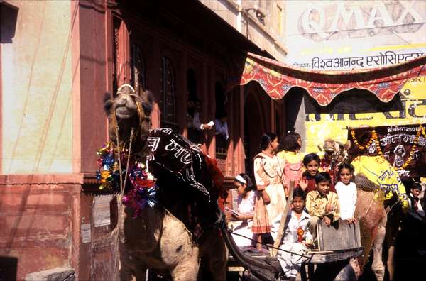 photo of India, Rajasthan, wedding procession with camel and children in Bikaner