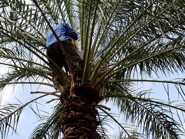 photo of Iran, Bam, man hand-pollinating dates palm tree; male date trees produce pollen and female trees produce fruit