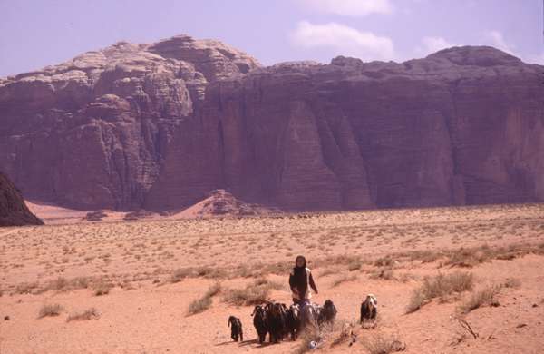 photo of Jordan, bedouin woman with goats in the Wadi Rum desert with rocky mountains in the background