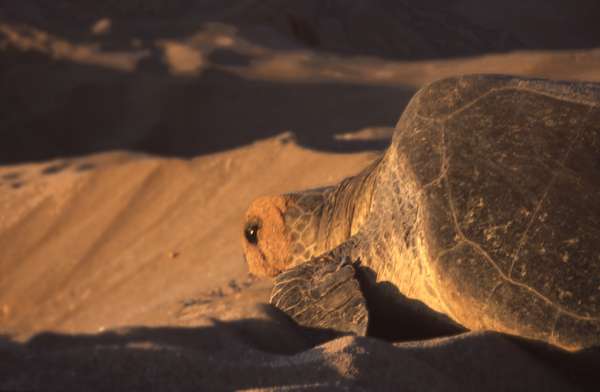 photo of Oman, around Ras Al-Hadd, turtle beach of Ras Al Jinz (Ras al Junayz), one of the giant green turtles going to the sea at sunrise after a night of laying eggs in the sand
