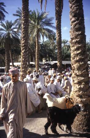 photo of Oman, Cattle and Animal market in Nizwa, Omanis selling goats in between the date palms. All Omani wear their traditional white Arabic dress, the dishdasha (thobe) and embroidered skull cap called a kumma which is their status symbol which distinguishes them from the many immigrants