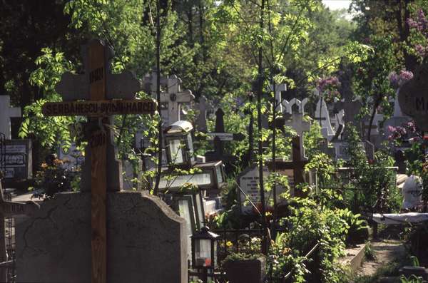 photo of Romania, Bucharest, crosses and graves between the bushes in Ghencea cemetery