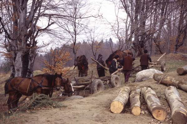 photo of Romania, Carpathians (Karpaty, Carpathian mountains), around Sibiel, wood workers with horse and carriage