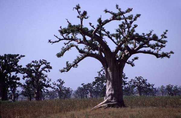 photo of Baobab trees. The bark of the baobab is used for cloth and rope, the leaves for condiments and medicines, while the fruit, called "monkey bread", is eaten. Sometimes people live inside the huge trunks, and bush-babies live in the crown