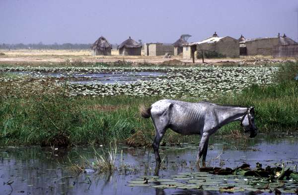 photo of Senegal, African hut village, thin donkey and lake with white water flowers