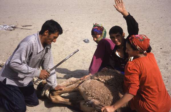 photo of Turkmenistan, Kara Kum desert, Yerbent (Jerbent), Turkmen desert people marking their camel with a burning hot stick