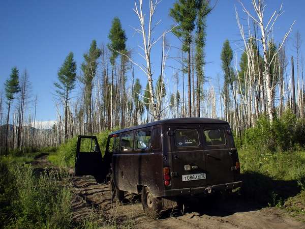 photo of Tuva, taiga woods east of Kyzyl, UAZ jeep bus and high trunks of silver birch trees along the dirt track to the isolated Old Believers village of Erzey