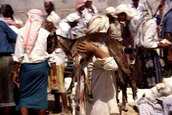 photo of Yemen, Red Sea coast, man with goat over the shoulders on Bait (Beit, Bayt) al Faqih friday market, the largest souq in Yemen