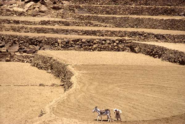 photo of Yemen, Haraz Mountains, around Manakha, farmer working with donkey in agricultural terrace fields along the slope of a mountain