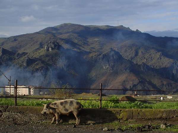 photo of North Armenia, around Alaverdi, lonely inhabitant of Sanahin