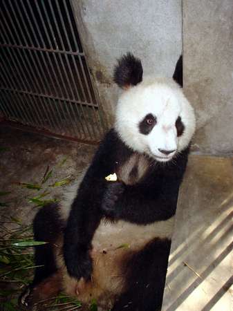 photo of China, Sichuan province, Chengdu, Panda eating his lunch of bamboo