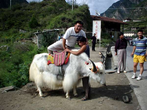 photo of China, Sichuan province, entertainment with a white yak at a bus stop on the road to Songpan