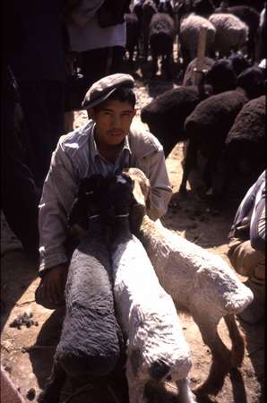 photo of China, Xinjiang province (East Turkistan), Kashi, young Uygur man with sheep on the animal market of the Kashgar Sunday market