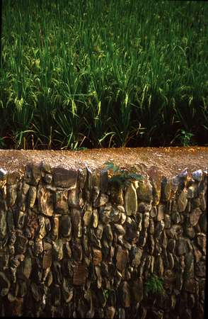 photo of China, Guanxi province, detail of rice field and stone wall