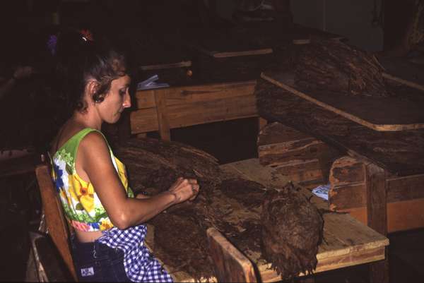 photo of West Cuba, Cuban woman working in a tobacco factory in the region of Vinales