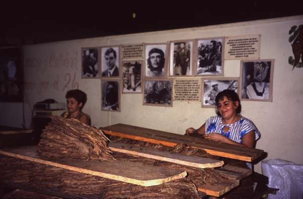 photo of West Cuba, around Vinales, Cuban woman working in a tobacco factory in the region of Vinales, behind them is some revolutionary propaganda among a picture of the hero of the Cuban revolution Che Guevara