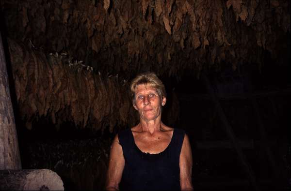 photo of West Cuba, Pinar del Rio region, Cuban woman in a farm with tobacco leaves drying above her head