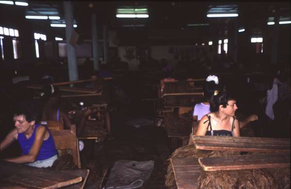 photo of Western Cuba, Cuban woman working in a tobacco factory in the region of Vinales