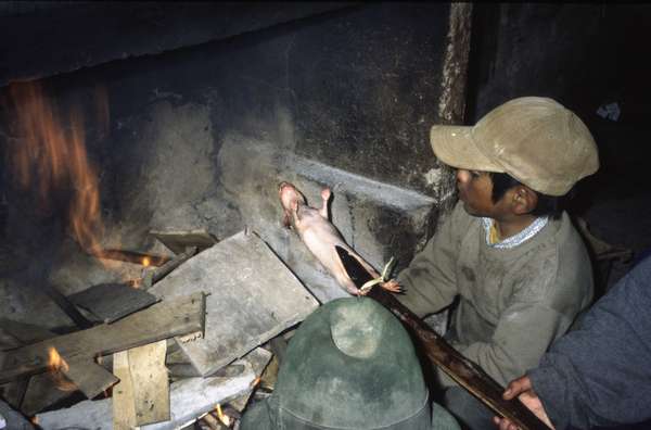 photo of Roasting a Guinea Pig (Cuy) above the fire. Doctors in Ecuador use guinea pigs also to determine the cause of illness by pressing the creature against the patient&rsquo;s body until it squeals, revealing the source of the ailment