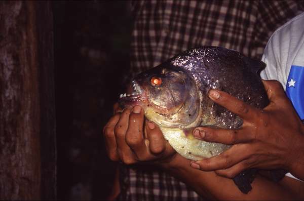 photo of Ecuador, Amazon forest, piranha (pirana, piraña) for dinner