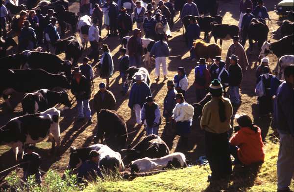 photo of Ecuador, Andes, Otavalo indigenous market, indian animal market