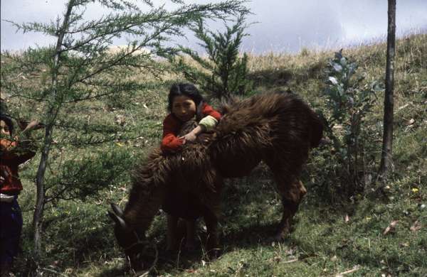 photo of Ecuador, altiplano, Andes highlands, Andean indian girl with a lama