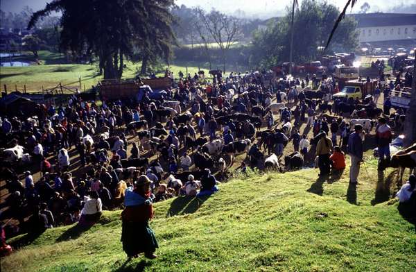 photo of Ecuador, Otavalo market, indian animal market