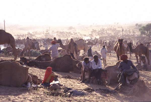 photo of India, Rajasthan, Pushkar Mela, large Camel market and fair in the Thar desert just outside Pushkar