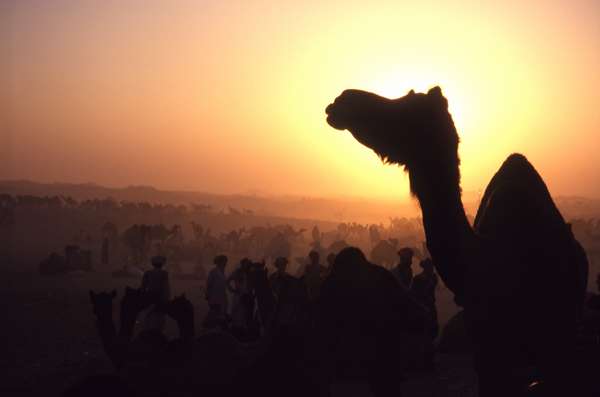 photo of India, Rajasthan, camels at sunset on Pushkar Mela, large Camel market and fair in the Thar desert just outside Pushkar