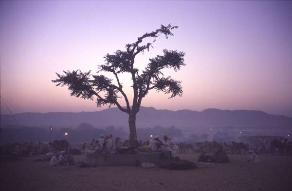 photo of India, Rajasthan, sunset above the Pushkar Camel Fair. During two weeks, almost 200000 people and 50000 camels gather near the little town. Camel salesmen have set up their camp, just next to their herd