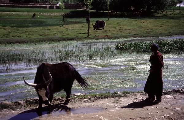 photo of India, Ladakh, around Leh, man with yak in the fertile and green field of the Indus valley