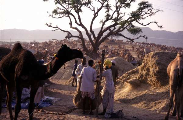 photo of India, Rajasthan, vendors and camels in the Thar desert on the Pushkar camel fair