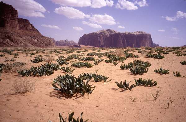 photo of Jordan, desert plants and mountain rocks in the red sand of the Wadi Rum desert