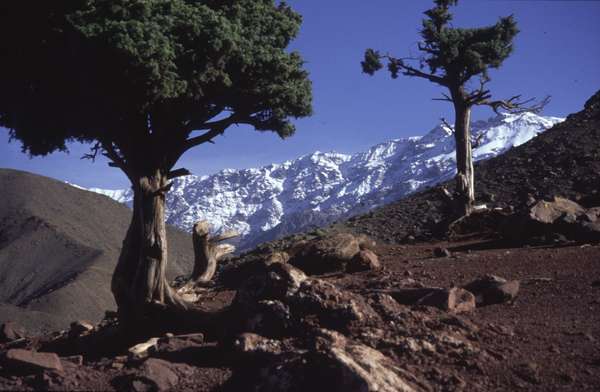 photo of Morocco, high Atlas, around mount Toubkal, trees and snowy mountains