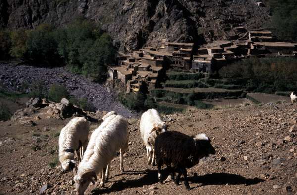 photo of Morocco, around Mount Toubkal, High Atlas mountains, mountain goats and houses of a berber village