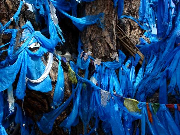 photo of Mongolia, blue cloths left as offerings at the foot of a holy shaman tree