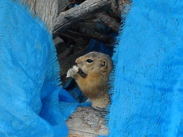 photo of Mongolia, blue cloths left as offerings at the foot of a holy shaman tree, squirrel eating the offered food