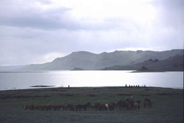 photo of Mongolia, horses gathering at the borders of Terkhiin Tsagaan Nuur (white lake)