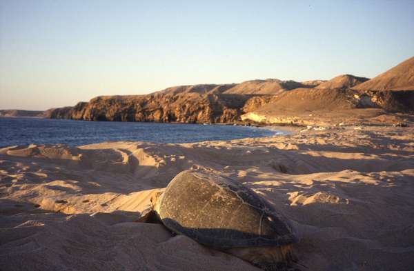 photo of Oman, around Ras Al-Hadd, turtle beach of Ras Al Jinz (Ras al Junayz), one of the last giant turtles goes back into the sea after having laid eggs the whole night. A green turtle lays about 100 eggs which will hatch after 55 to 60 days