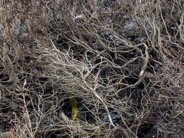 photo of Arctic Russia, around Vorkuta, tundra, in extremely cold climates trees still manage to survive, but they look rather like roots twisting right above the surface. They stay close to the ground so they are insulated by snow during the cold winters