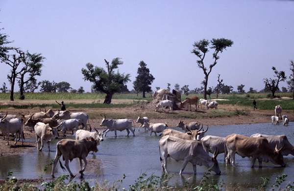 photo of Senegal, West African savannah, cattle cows drinking in a pool