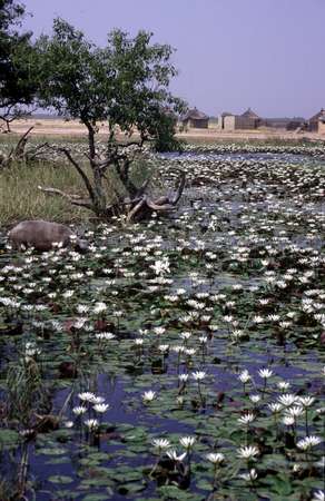 photo of Senegal, waterplants in a pool