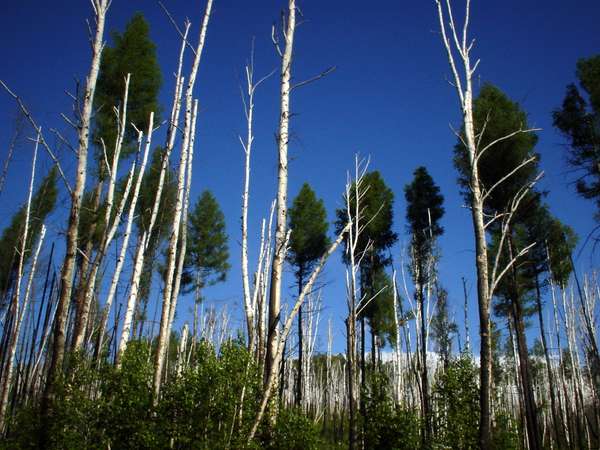 photo of South Siberia, Tuva, Siberian taiga woods east of Kyzyl, high trunks of silver birch trees in the forest