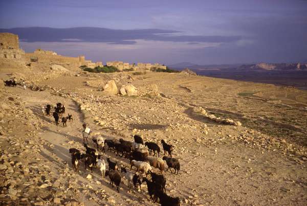 photo of Yemen, Thulla, higland village, goats returning home at sunset